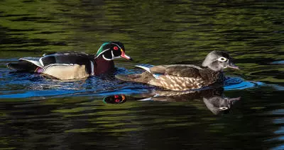 Ducks on the Williamson River
